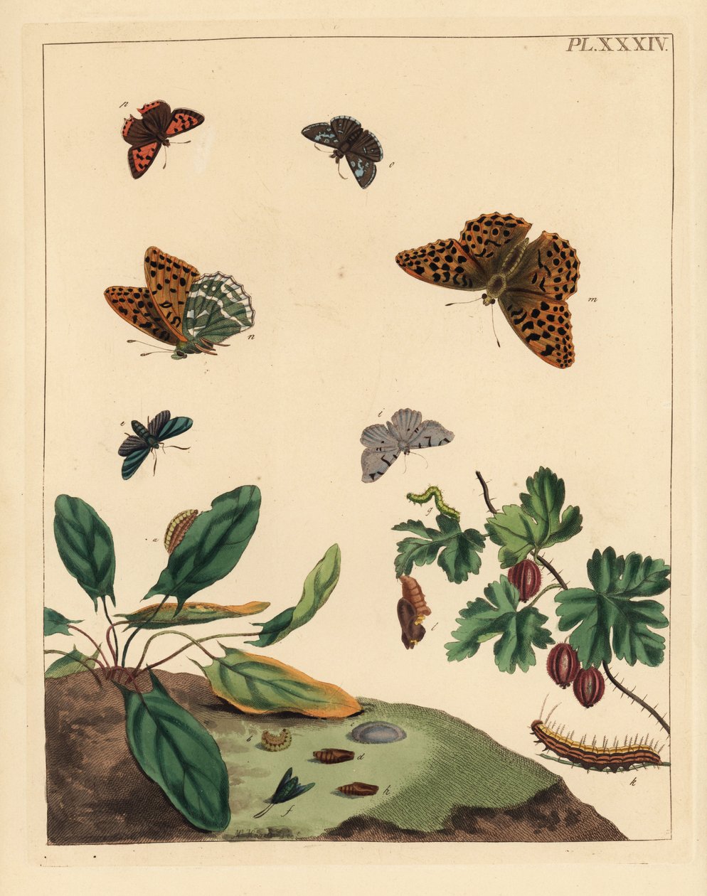 Sølvplet-sommerfugl, Argynnis paphia, skovmøl, Adscita statices, L. eller stikkelsbærmøl, Halia vauaria, lille kobbersommerfugl, Lycaena phlaeas, dyndflue, Erynnis tages, og stikkelsbærbusk, Ribes grossularia. Håndkoloreret litografi af Unbekannter Künstler