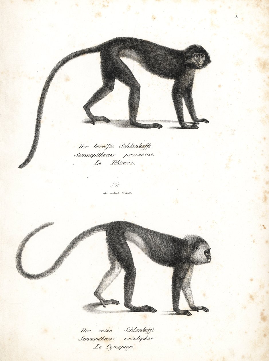 Sølvfarvet lutung, Trachypithecus cristatus (Semnopithecus pruinosus) og Sumatrasurili, Presbytis melalophos (Semnopithecus melalophos) er truet. Litografi af Karl Joseph Brodtmann fra Heinrich Rudolf Schinz