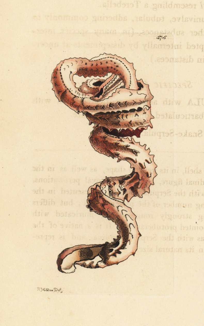 Spalteormsskal, Tenagodus anguinus (Muricated serpula, Serpula muricata). Illustration tegnet og graveret af Richard Polydore Nodder. Håndkoloreret kobberstik fra George Shaw og Frederick Nodders The Naturalist