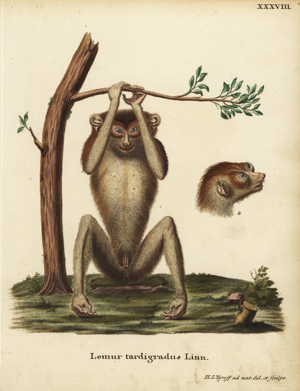 Langsom lemur eller rød slank loris, Loris tardigradus. Udryddelsestruet. Lemur tardigradus Linn. Håndkoloreret kobberstik tegnet og graveret efter naturen af Hermann Jakob Tyroff fra Johann Christian Daniel Schrebers Animal Illustrations after Nature, ell af Unbekannter Künstler