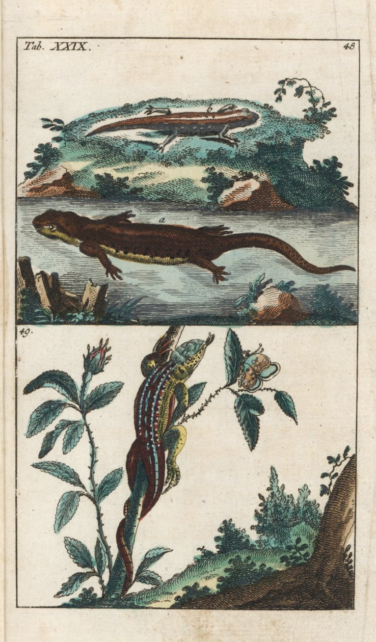 Glat eller almindelig triton og sandfirben - stærkt vand af Gottlieb Tobias Wilhelm (1758-1811), fra Encyclopedie of Natural History: Amfibier af Unbekannter Künstler