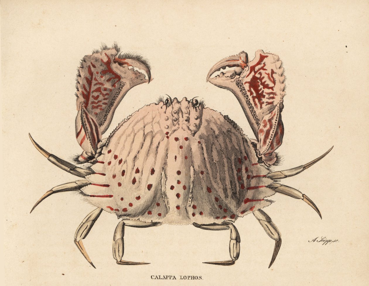 Glat eller rødplettet taskekrabbe, Calappa calappa (Calappa lophos). Håndkoloreret stålstik af A. Scipp fra Georg Friedrich Treitschkes naturhistoriske galleri, Naturhistorischer Bildersaal des Thierreiches, Liepzig-1842. af Unbekannter Künstler