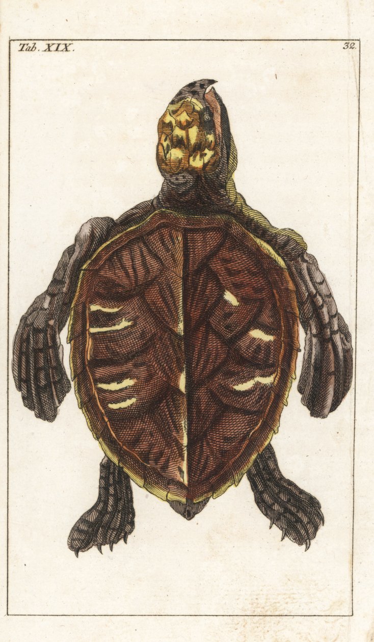 Snackskildpadde eller skælskildpadde - stærkt vand af Gottlieb Tobias Wilhelm (1758-1811), fra Encyclopedie of Natural History: Padder af Unbekannter Künstler