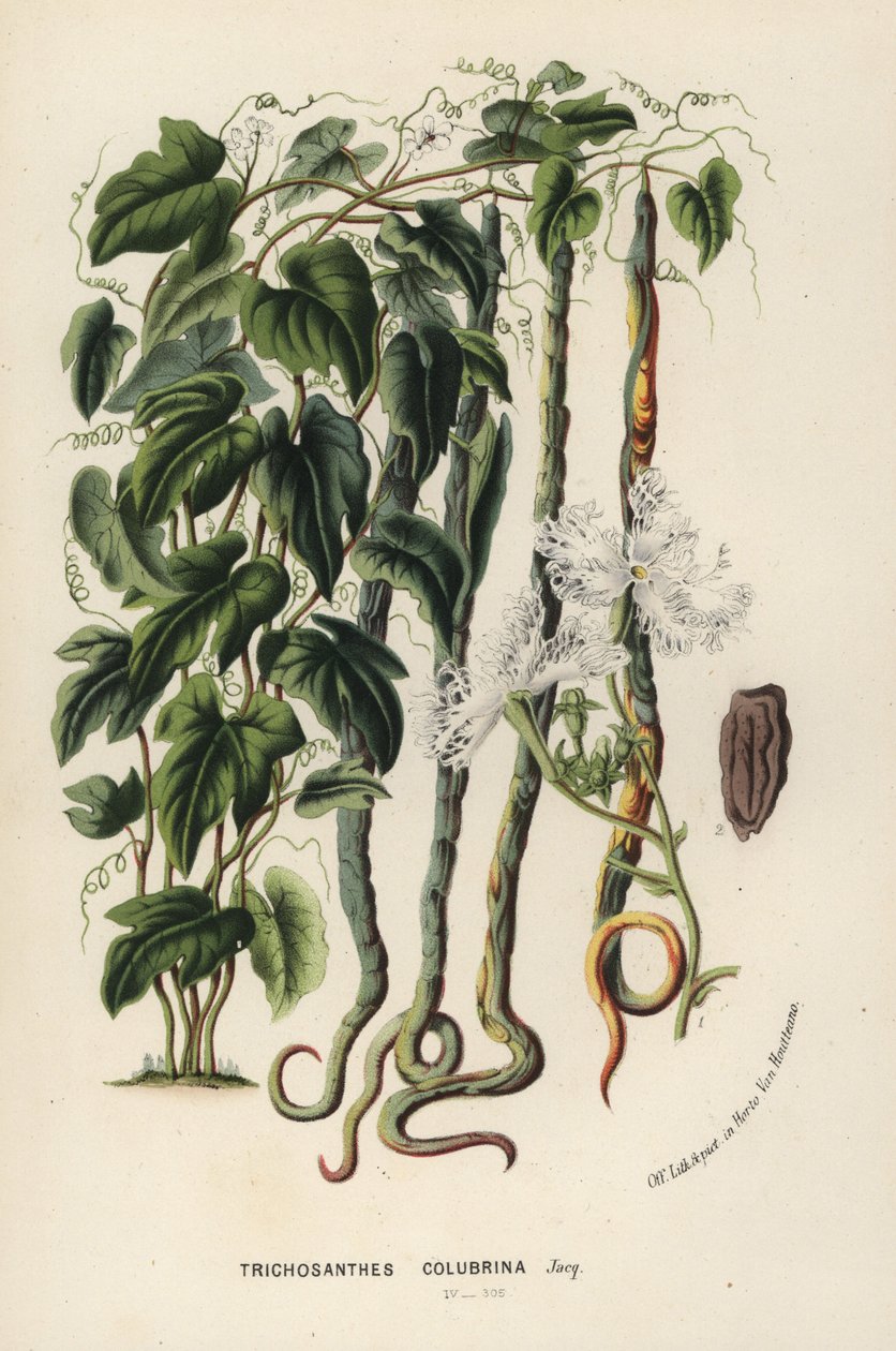 Slangekürbis, Trichosanthes cucumerina (slangeagurk eller hårblomst, Trichosanthes colubrina). Håndkoloreret litografi fra Louis van Houtte og Charles Lemaires Flowers of the Gardens and Hothouses of Europe, Flore des Serres et des Jardins de l