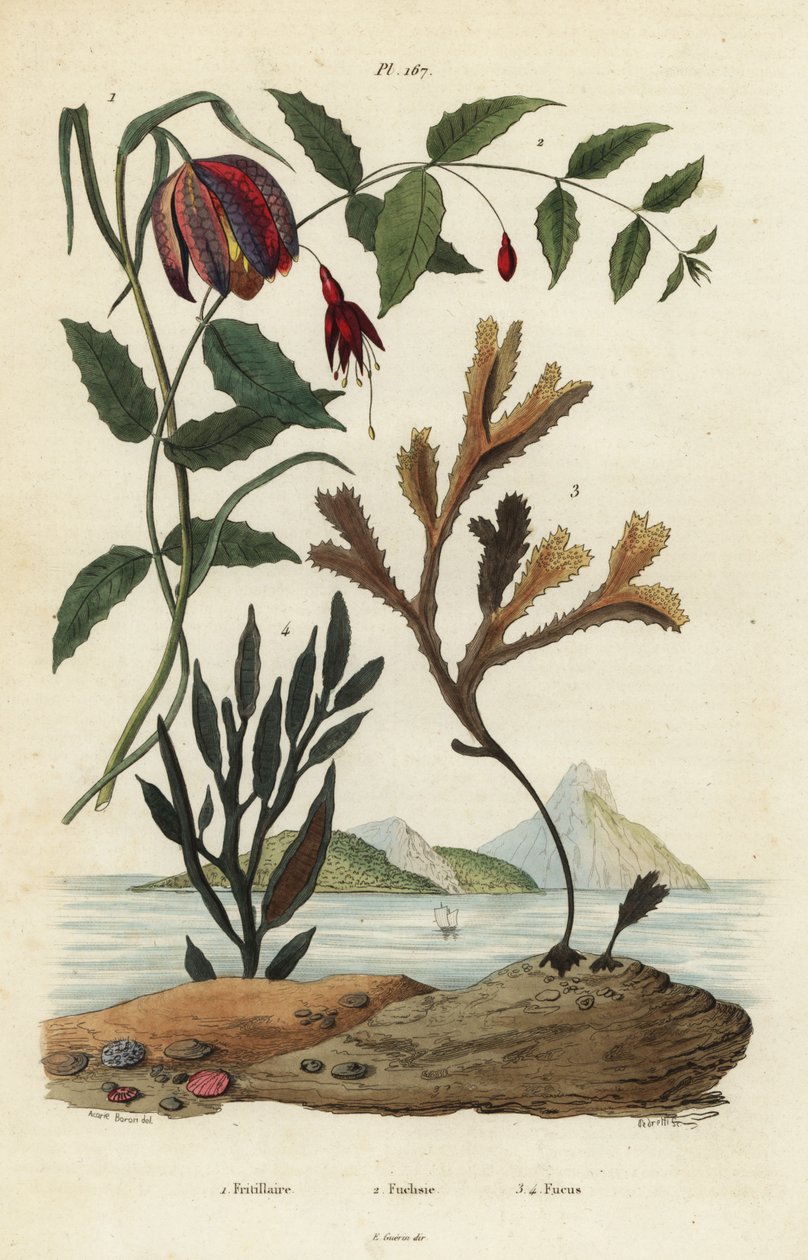 Slangehoved-fritillary, Fritillaria meleagris 1, kolibri-fuchsia, Fuchsia magellanica 2, tandstang, Fucus serratus 3 og Fucus siliqueux 4. Fritillaire, Fuchsie, Fucus af Unbekannt