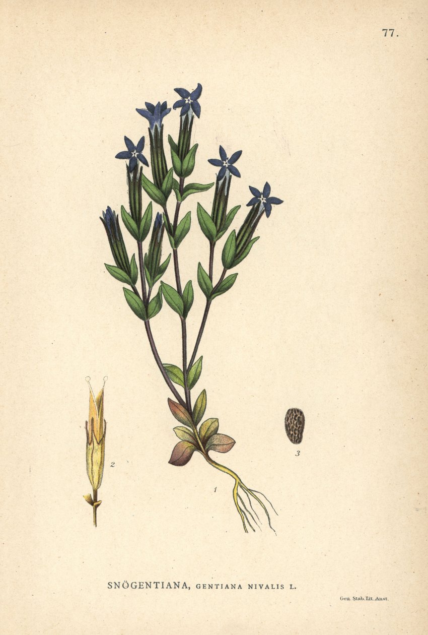 Sne-ensian, Gentiana nivalis af Unbekannter Künstler