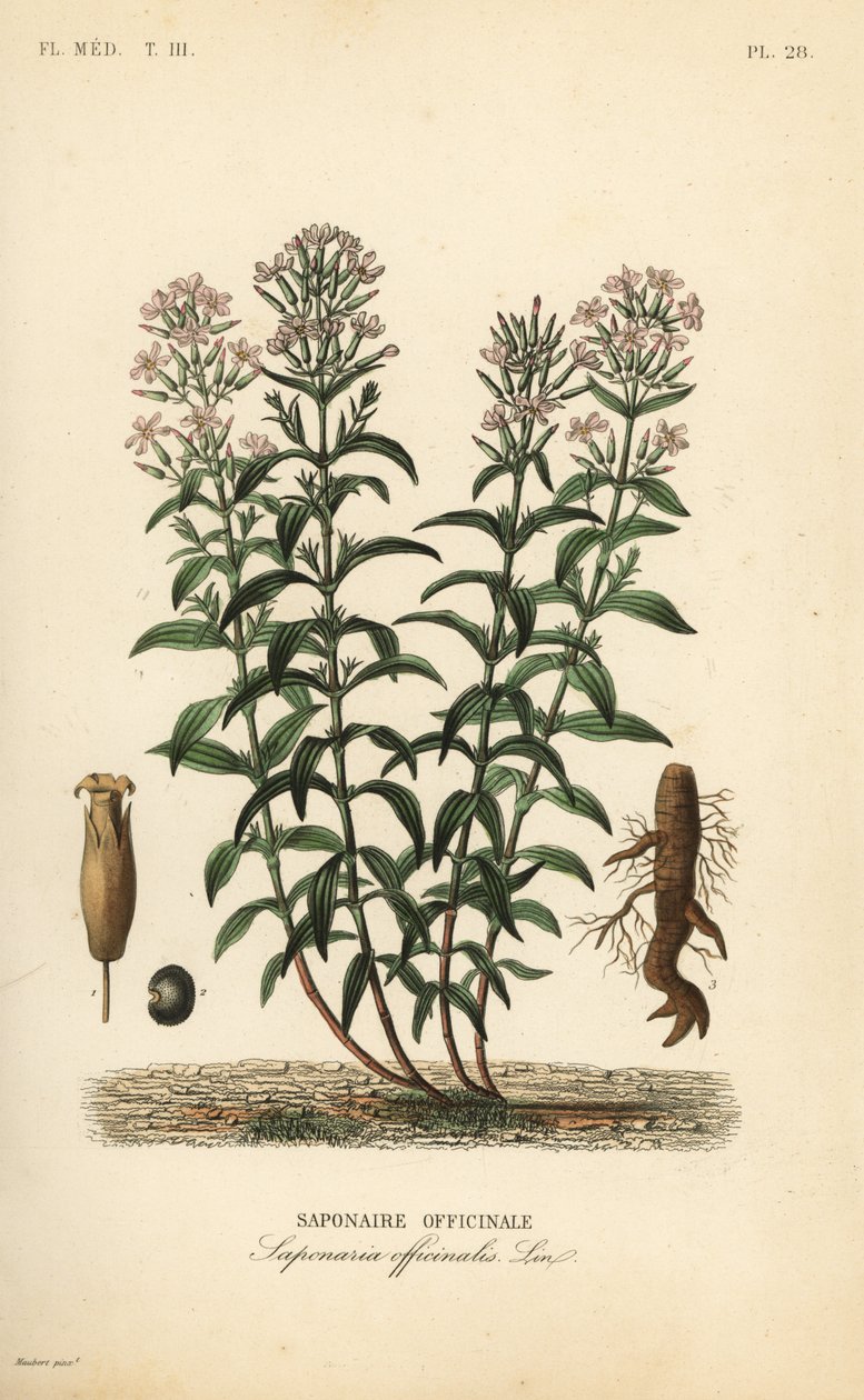 Sæbeurt eller sæbeurt, Saponaria officinalis, Saponaire officinale af Unbekannt