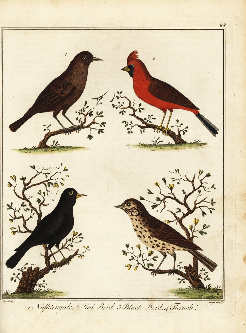 Sangfugle: nattergal, rød fugl, sort fugl og drossel. 1792 (gravering) af Unbekannter Künstler