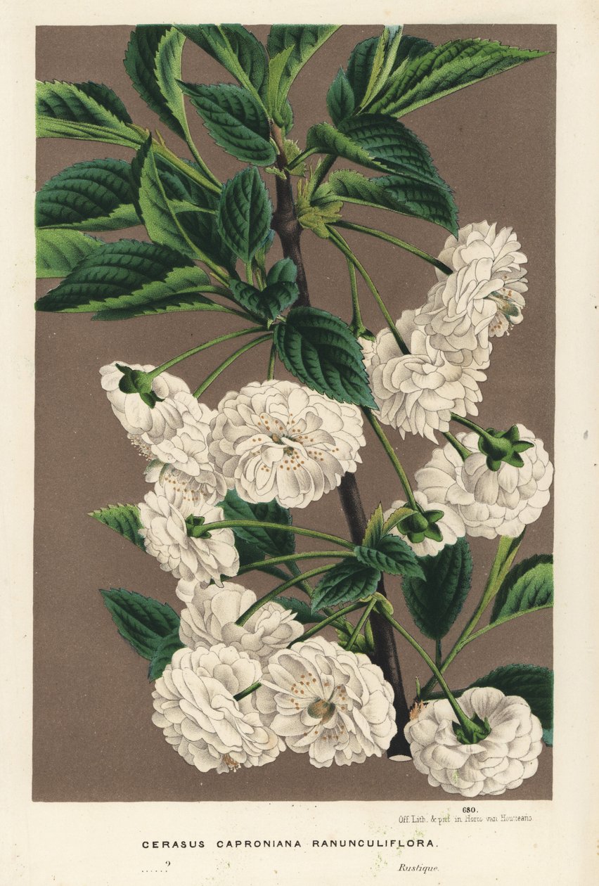 Surkirsebærtræ, Prunus cerasus (caproniana ranunculiflora). Håndkoloreret litografi fra Louis van Houtte og Charles Lemaires Flowers of the Gardens and Hothouses of Europe, Flore des Serres et des Jardins de l