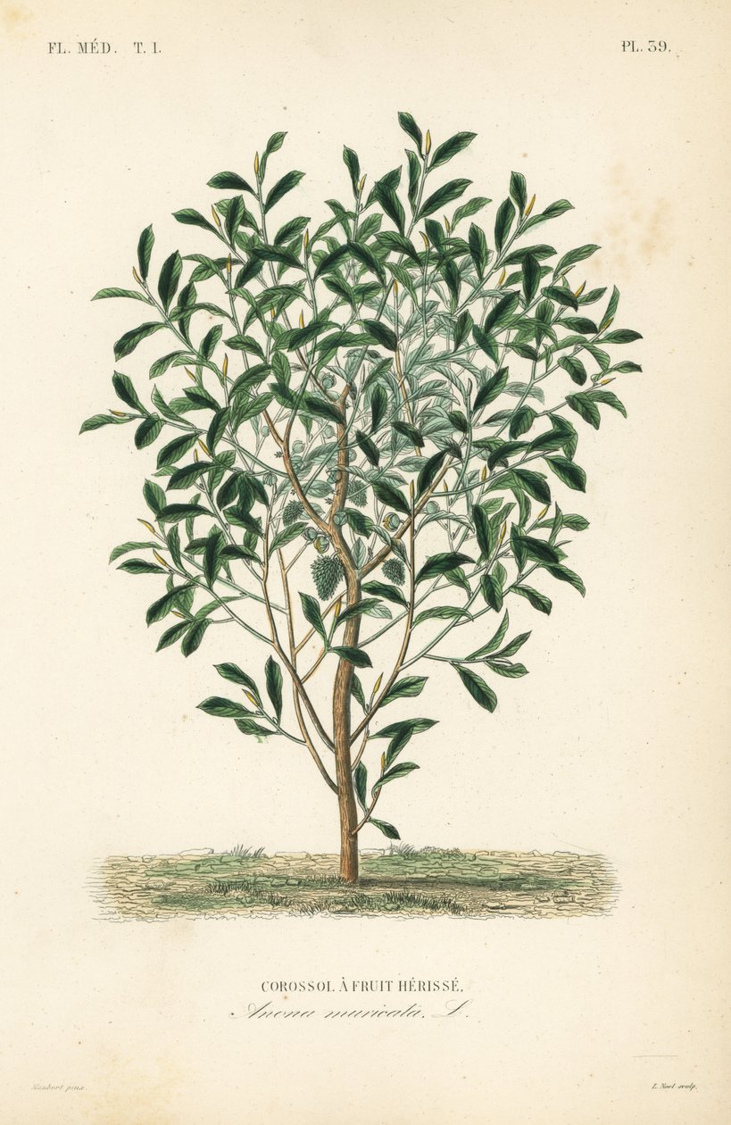 Soursop, graviola eller guyabano træ, Annona muricata, Corossol a fruit herisse af Unbekannt