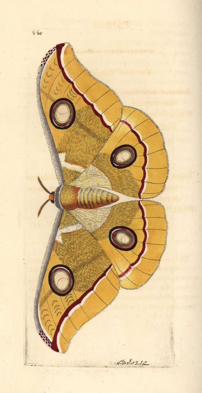 Sydindisk lille tussore, Antheraea paphia (Phalaena paphia). Illustration tegnet og graveret af Richard Polydore Nodder. Håndkoloreret kobberstik fra George Shaw og Frederick Nodders The Naturalist