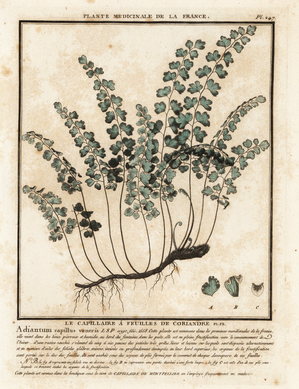 Southern Maidenhair Fern, Adiantum hår-fredag. af Unbekannter Künstler