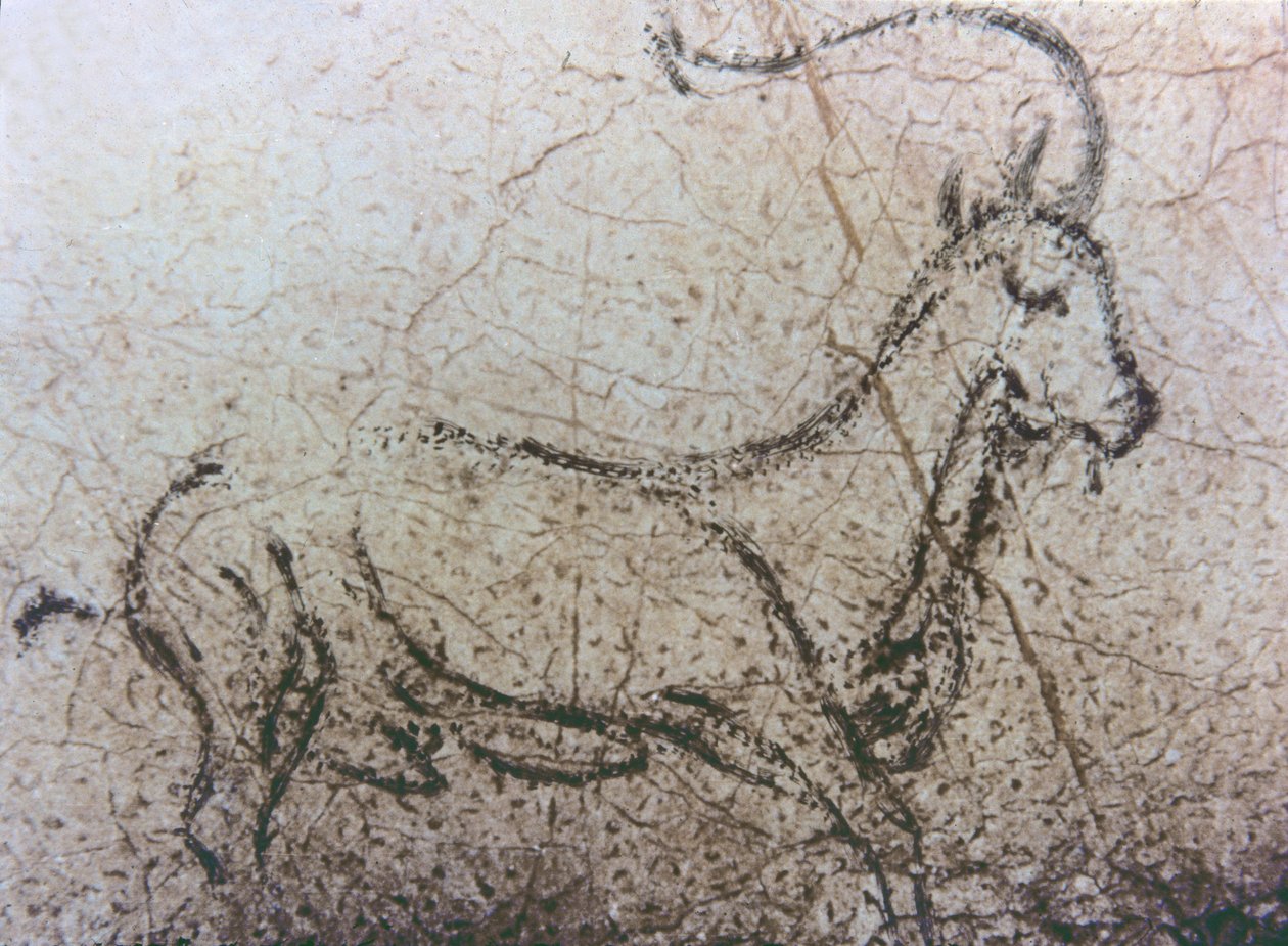 Spansk barnepige-ged, palæolitisk periode, ca. 40000-12000 f.Kr. (klippemaleri) af Unbekannter Künstler