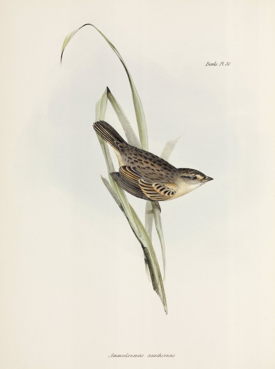 Spurv eller finke, c 1832-1836 af Unbekannter Künstler