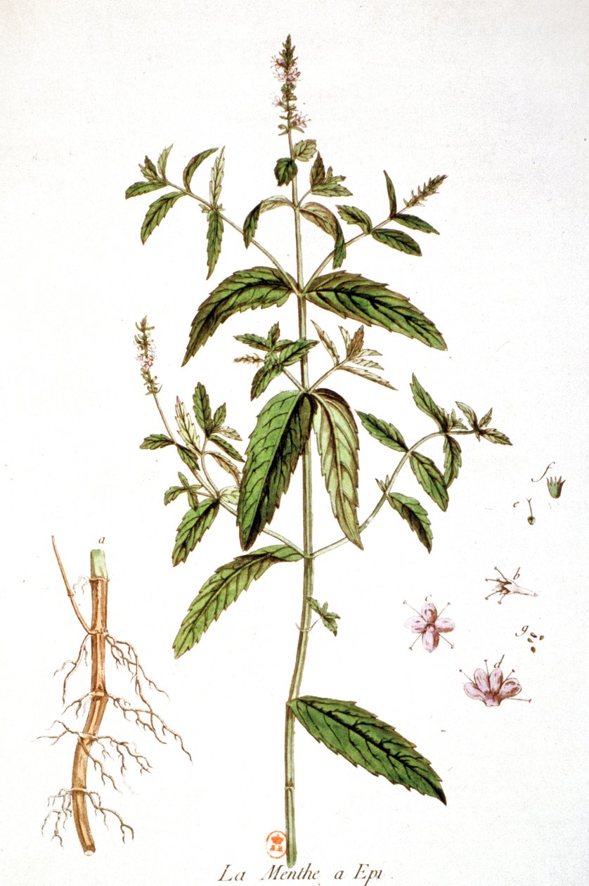 Spearmint af Unbekannter Künstler