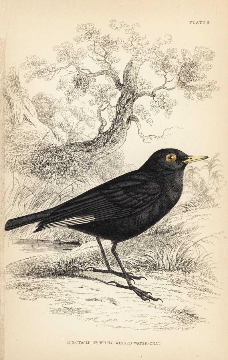 Brilletyrann, Hymenops perspicillatus (Brille- eller hvidvinget vandrikse, Perspicilla leucoptera). Håndkoloreret stålstik af William Lizars efter en illustration af William Swainson fra Sir William Jardine
