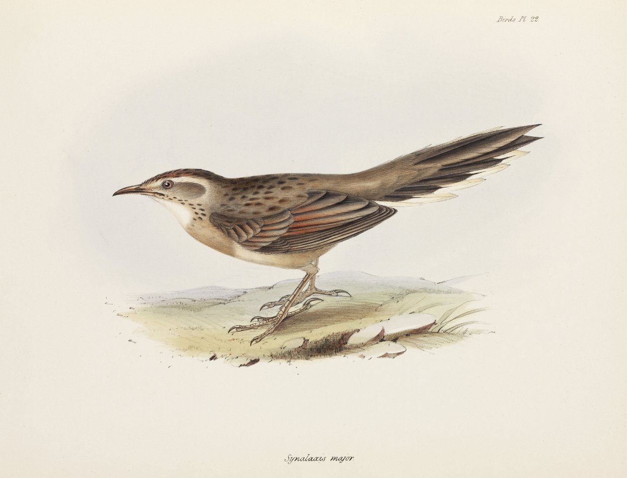 Spinetail, Sydamerika, c 1832-1836 af Unbekannter Künstler