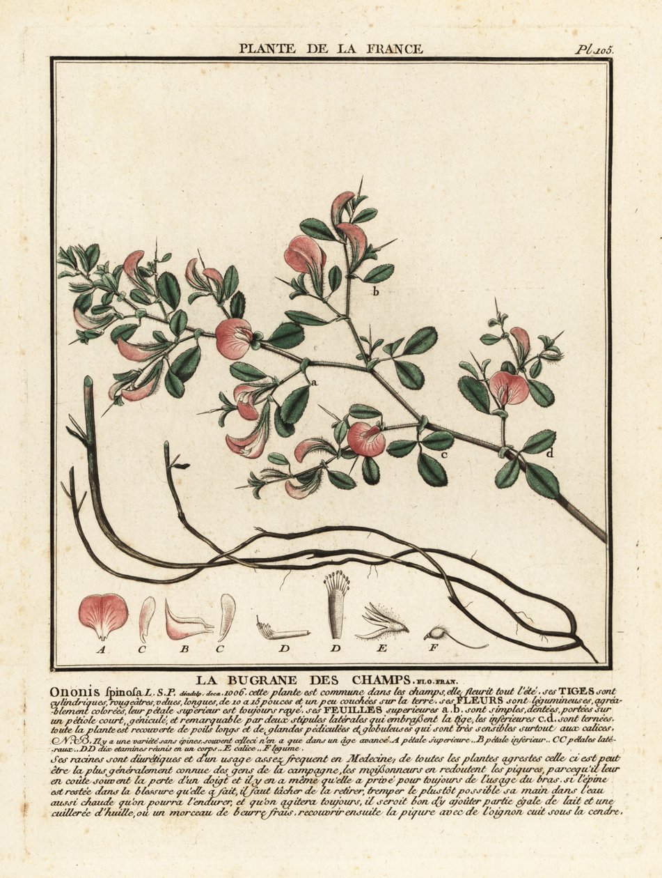 Spiny restharrow, La bugrane des champs, Ononis spinosa. af Unbekannter Künstler
