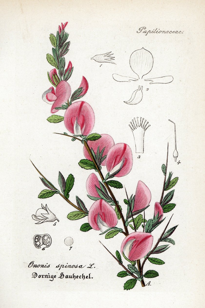 Strittende restharve, Ononis spinosa. Håndkoloreret kobberstik fra Dr. Willibald Artus