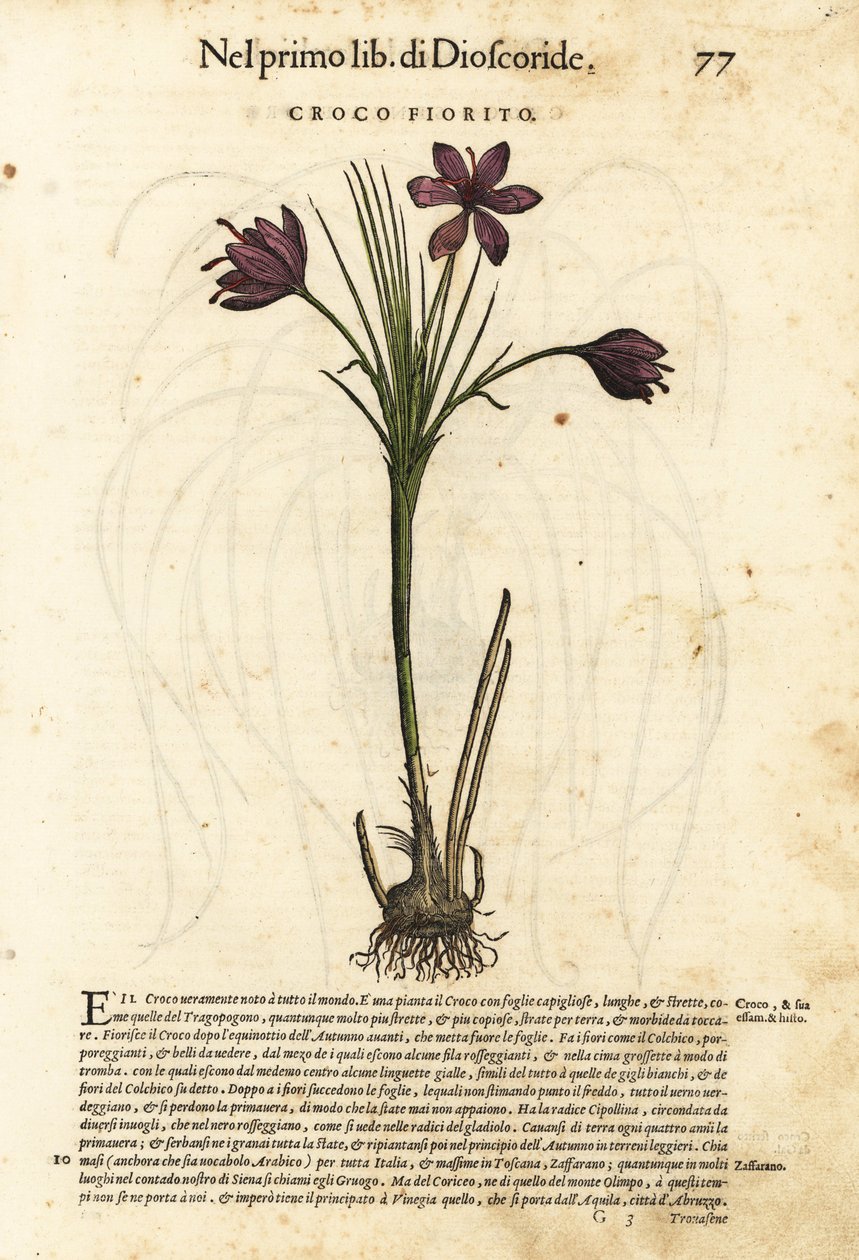 Forårskrokus, Crocus vernus (blomstrende krokus). Håndkoloreret træsnit af Wolfgang Meyerpick efter en illustration af Giorgio Liberale fra Pietro Andrea Mattiolis Discorsi di P.A. Matthioli ne i sei libri della Materia Medicinale di Pedacio Dioscorid. af Unbekannter Künstler