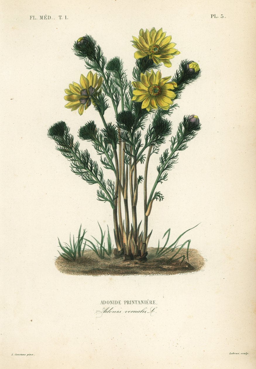 Forårsfasanøje eller falsk hellebore, Adonis vernalis, Adonide springaniere af Unbekannt