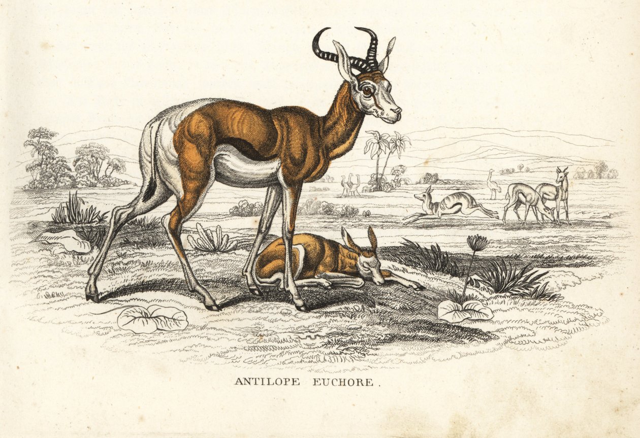 Springbuk, Antidorcas marsupialis (Antilope euchore). Håndkoloreret litografi fra Georg Friedrich Treitschkes naturhistoriske galleri, Naturhistorischer Bildersaal des Thierreiches, Liepzig-1842. af Unbekannter Künstler