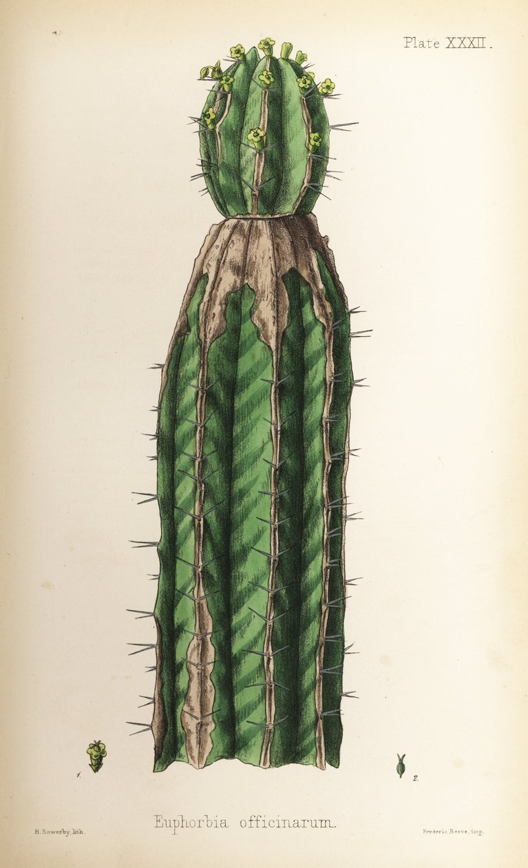 Spurge, Euphorbia officinarum. Håndkoloreret litografi af Henry Sowerby fra Edward Hamiltons Flora Homeopathica, Bailliere, London. af Unbekannter Künstler