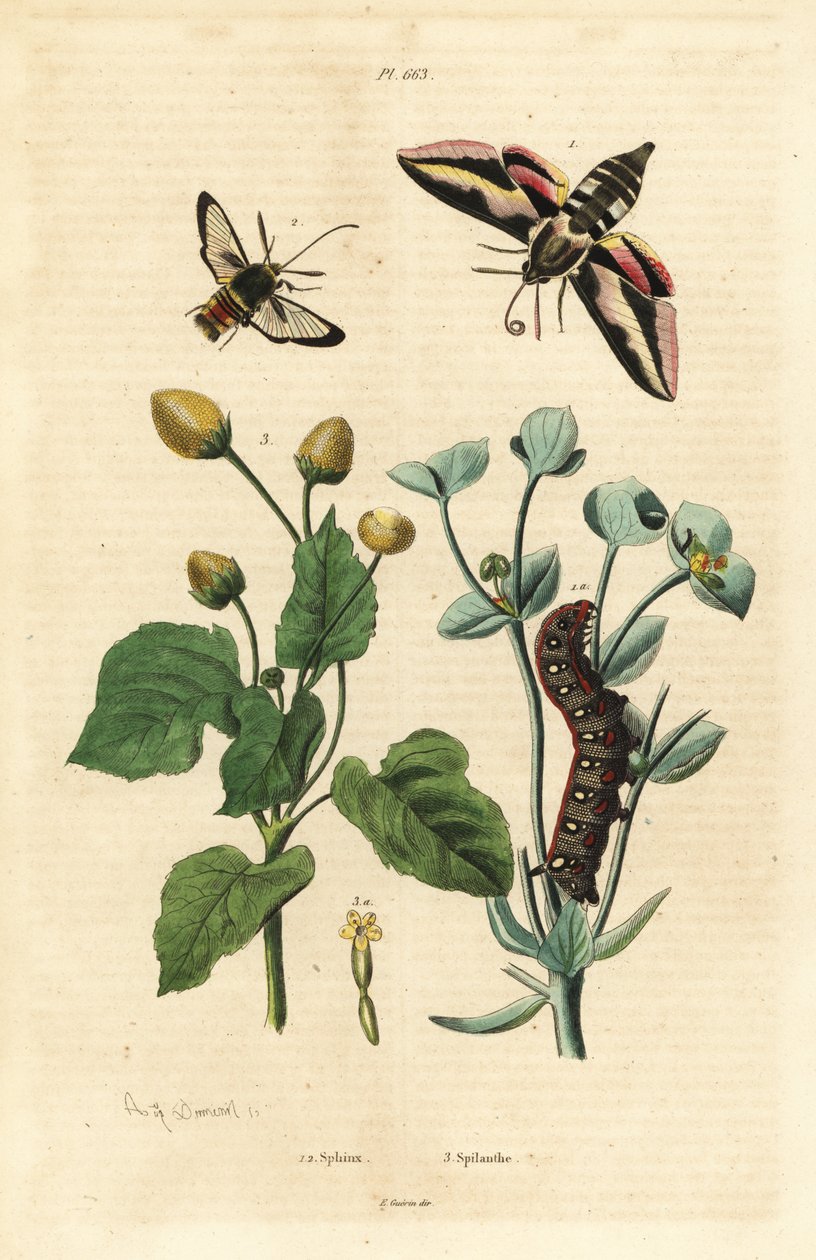 Spurge-høgmøl, Hyles euphorbiae og larve 1, gedehamsemøl, Sesia apiformis 2 og tandpineplante, Spilanthes-arter af Unbekannt