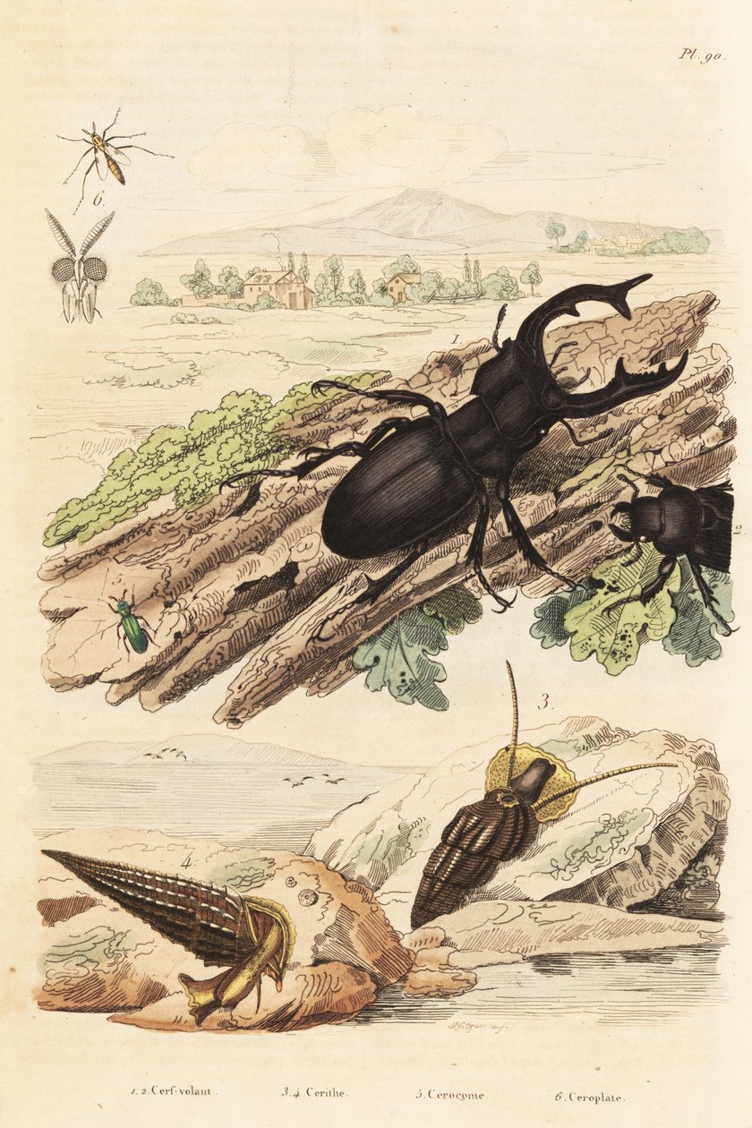 Hjortebille, Lucanus cervus 1, Cerithium sulcatum og Rhinoclavis aspera molluscs 3,4, Cerocoma elateroides 5 og Keroplatus tipuloides hveps 6 af Unbekannt