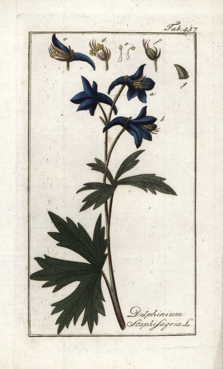 Staphisegar eller urt med lus, gigtgræs eller vild drue (Delphinium staphisagria). Litografi fra "Afbeelding der Artseny-Gewassen" af Johannes Zorn (1739-1799), Holland af Unbekannter Künstler