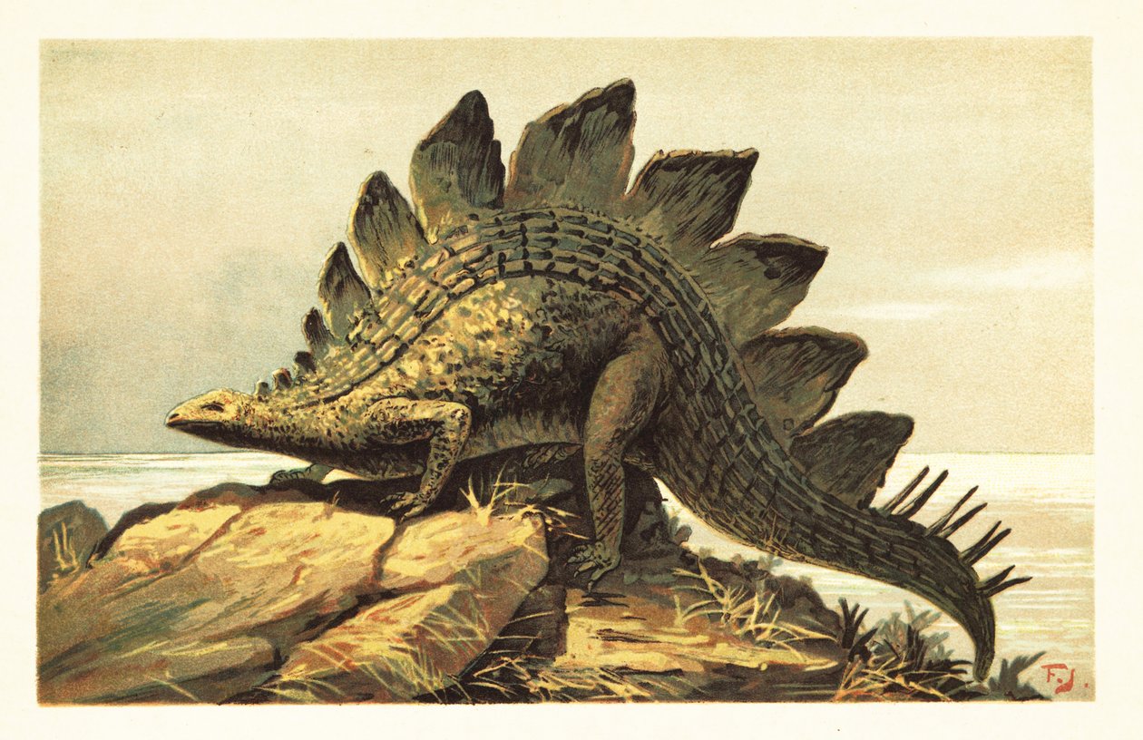 Stegosaurus, uddød slægt af planteædende dinosaurer. 1908 (litografi) af Unbekannter Künstler