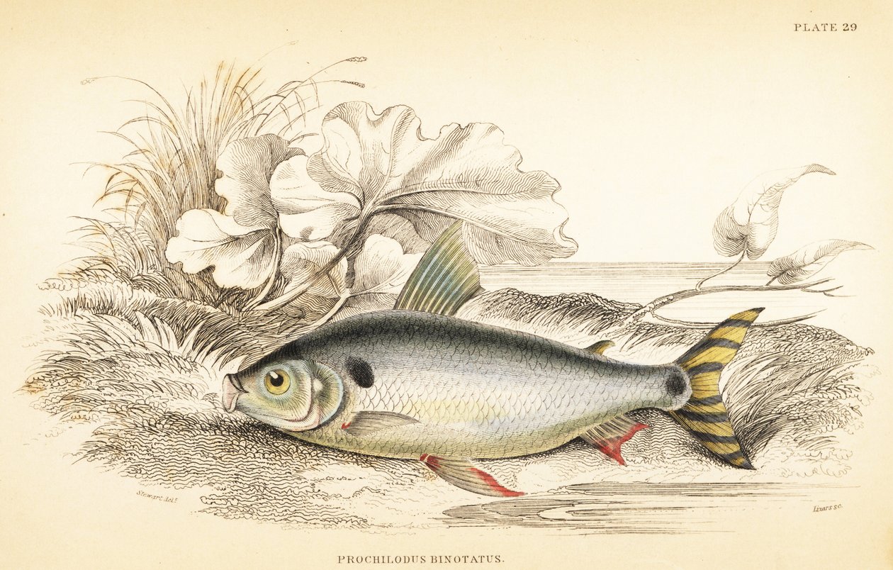 Steindachnerina binotata (dobbeltmærket laksekarpe, Prochilodus binotatus). Håndkoloreret stålstik af W.H. Lizars efter en illustration af James Stewart fra Robert Schomburgs Fishes of Guiana, en del af Sir William Jardines Naturalist