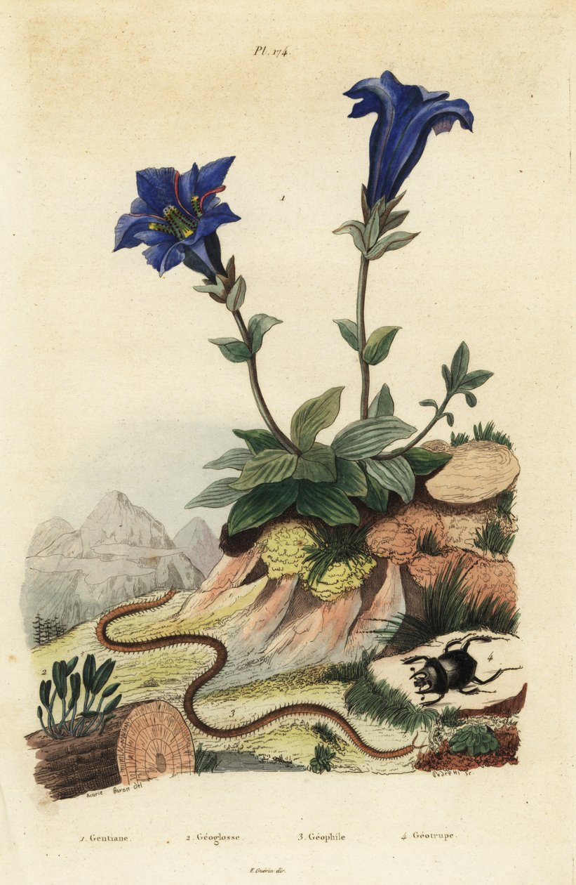 Stængelløs ensian, ensian acaulis 1, Clavaria ophioglossoides 2, tusindben, Geophilus walckenaerii 3 og skarabeebille, Geotrupes momus 4 af Unbekannt
