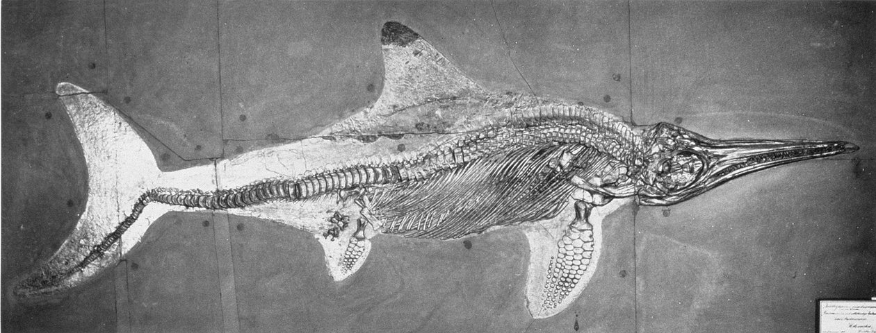 Stenopterygius megacephalus (The Oxford Ichthyosaur) fandt Nr. Stuttgart, Tyskland, Øvre Lias-periode af Unbekannt