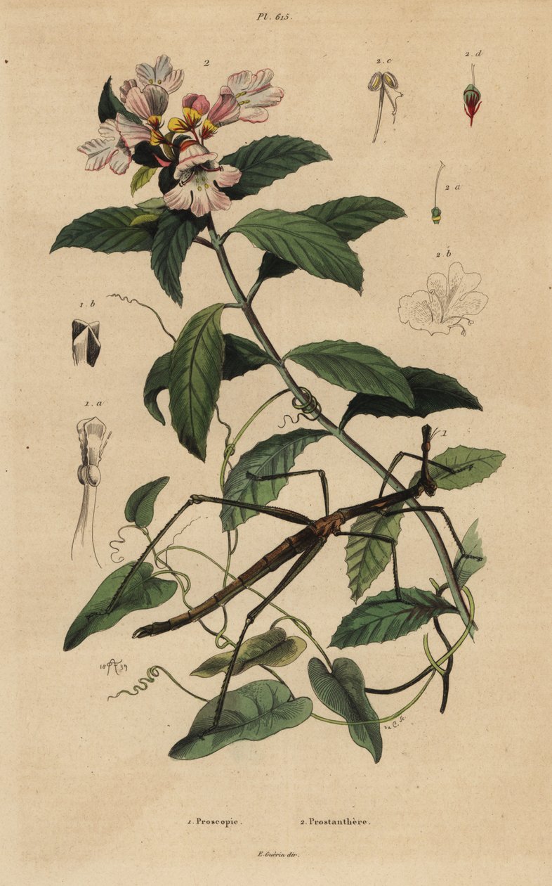 Pindeinsekt, Proscopia granulata 1 og victoriansk julebusk, Prostanthera lasianthos 2 af Unbekannt