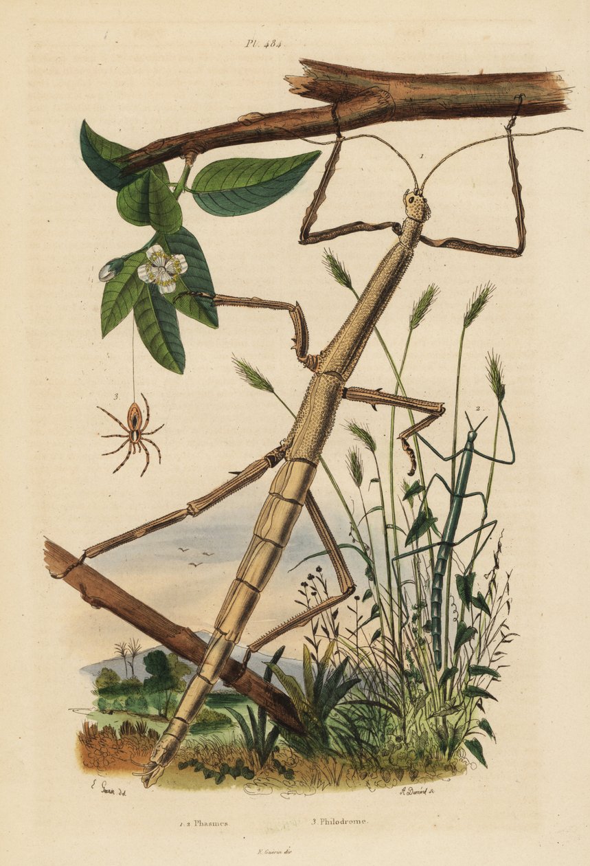 Stickinsekter eller phasmider, Carausius morosus og Clonopsis gallica, og vandrende krabbeedderkop, Philodromus aureolus af Unbekannt