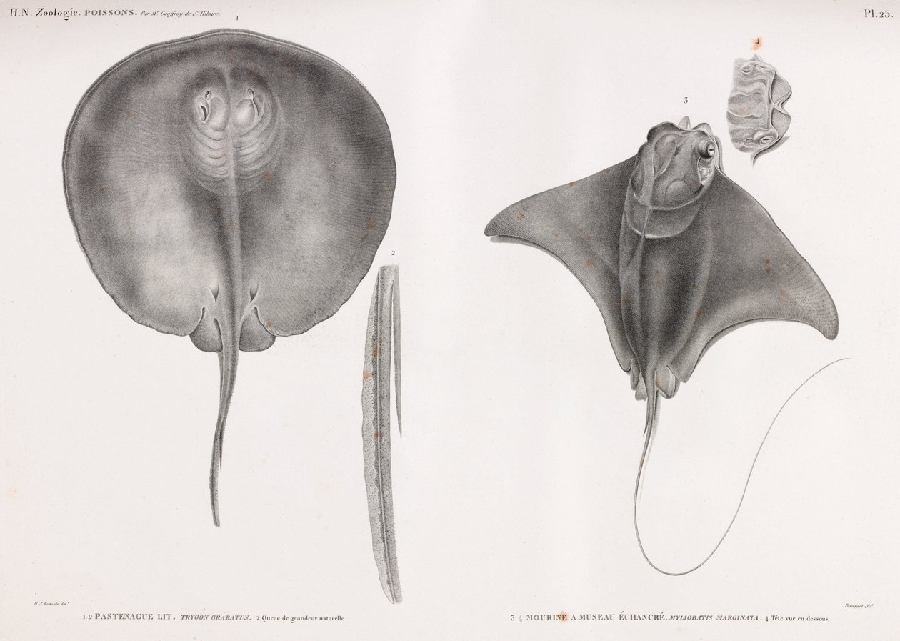 Stingray, for og bag af Unbekannt