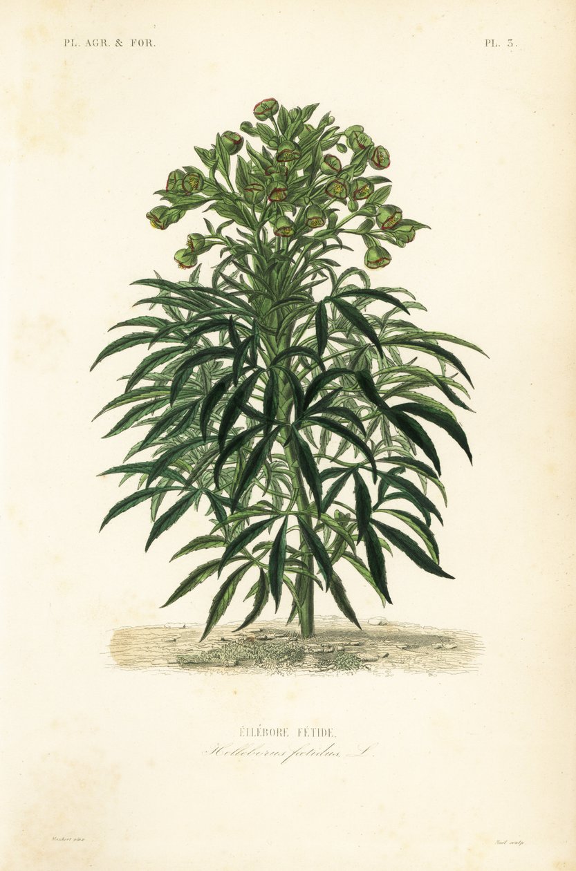 Stinkende hellebore, Helleborus foetidus, Hellebore fetide af Unbekannt