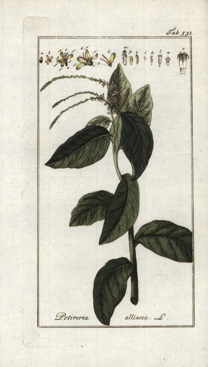 Stinkende verbena eller hvidløgsliana (Petiveria alliacea). Litografi fra "Afbeelding der Artseny-Gewassen" af Johannes Zorn (1739-1799), Holland af Unbekannter Künstler