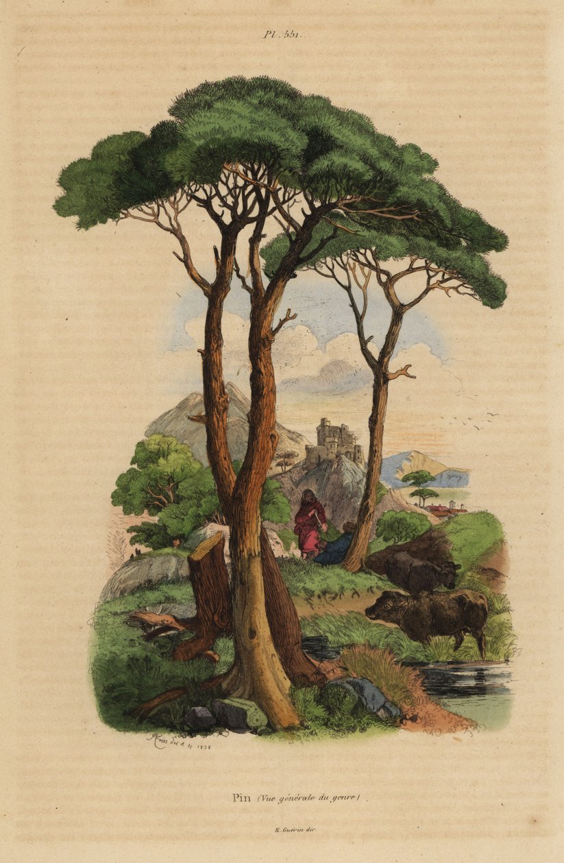 Stenfyr, Pinus pinea, Pin af Unbekannt