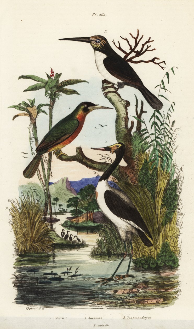 Stork, Jabiru mycteria, rødhalet jacamar, Galbula ruficauda og tretået jacamar, Jacamaralcyon tridactyla af Unbekannt