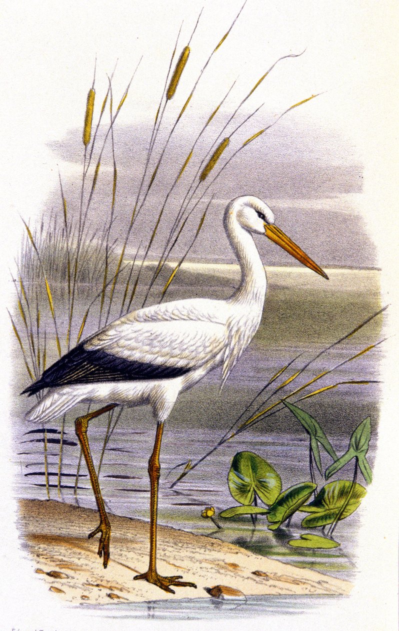 Stork, ca. 1850 (litografi) af Unbekannter Künstler