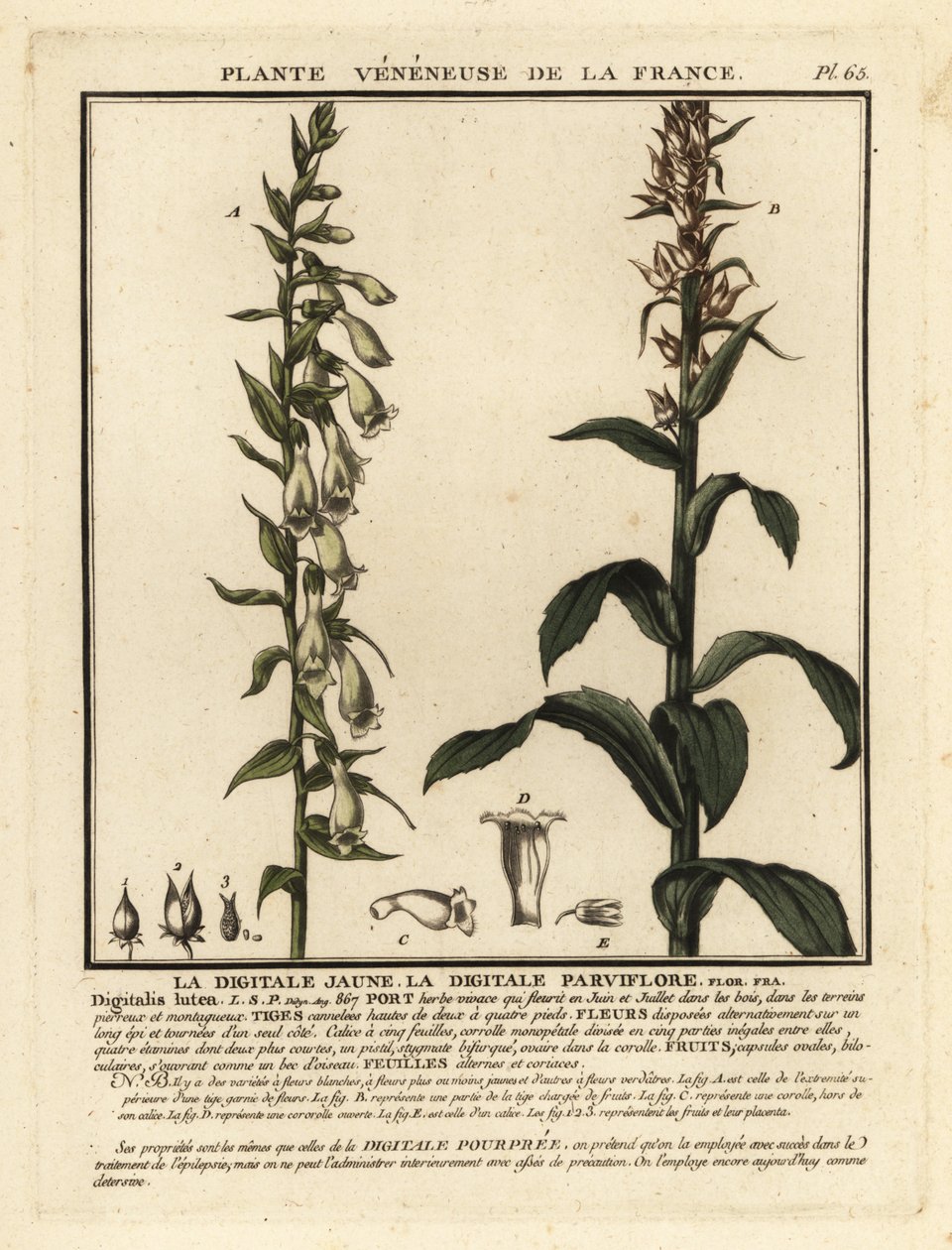 Halm-rævehandske, Digitalis lutea. af Unbekannter Künstler