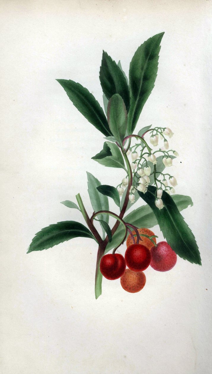 Jordbærtræ med blomster og frugter, Arbutus unedo. Håndkoloreret botanisk illustration tegnet fra naturen af Mrs Rebecca Hey fra hendes egen "Spirit of the Woods", London, Longman, Rees af Unbekannter Künstler
