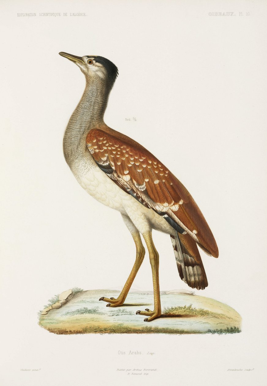 Sudan bustard, Algeriet af Unbekannter Künstler