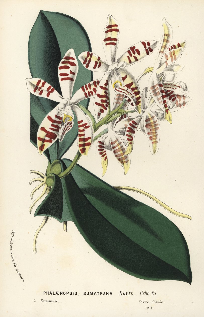 Sumatra phalaenopsis orkidé, Phalaenopsis sumatrana. Håndkoloreret litografi fra Louis van Houtte og Charles Lemaires Flowers of the Gardens and Hothouses of Europe, Flore des Serres et des Jardins de l