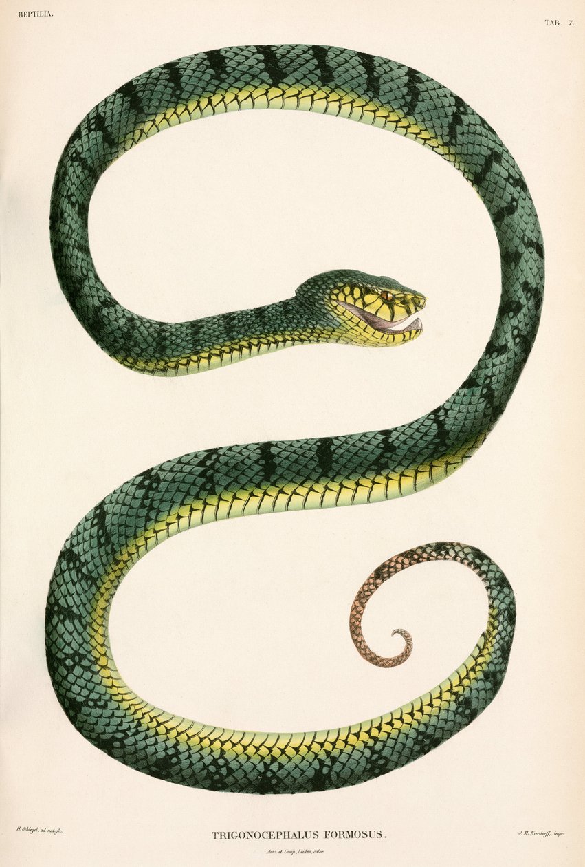 Sumatran Pit-Viper, Indonesien af Unbekannter Künstler