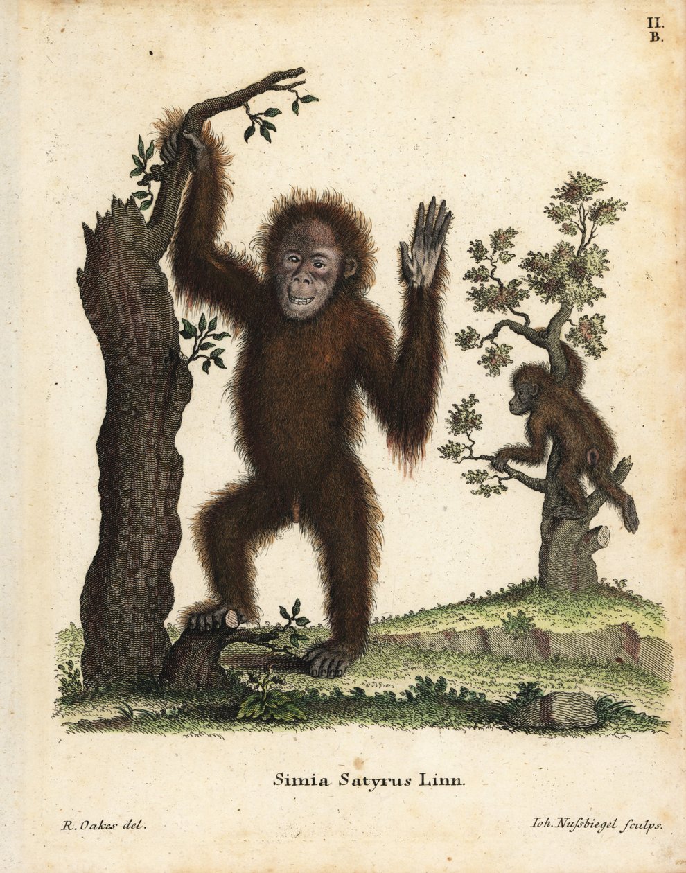 Sumatra-orangutang, Pongo abelii. Kritisk truet. Håndkoloreret kobberstik efter en illustration af R. Oakes fra Johann Christian Daniel Schreber