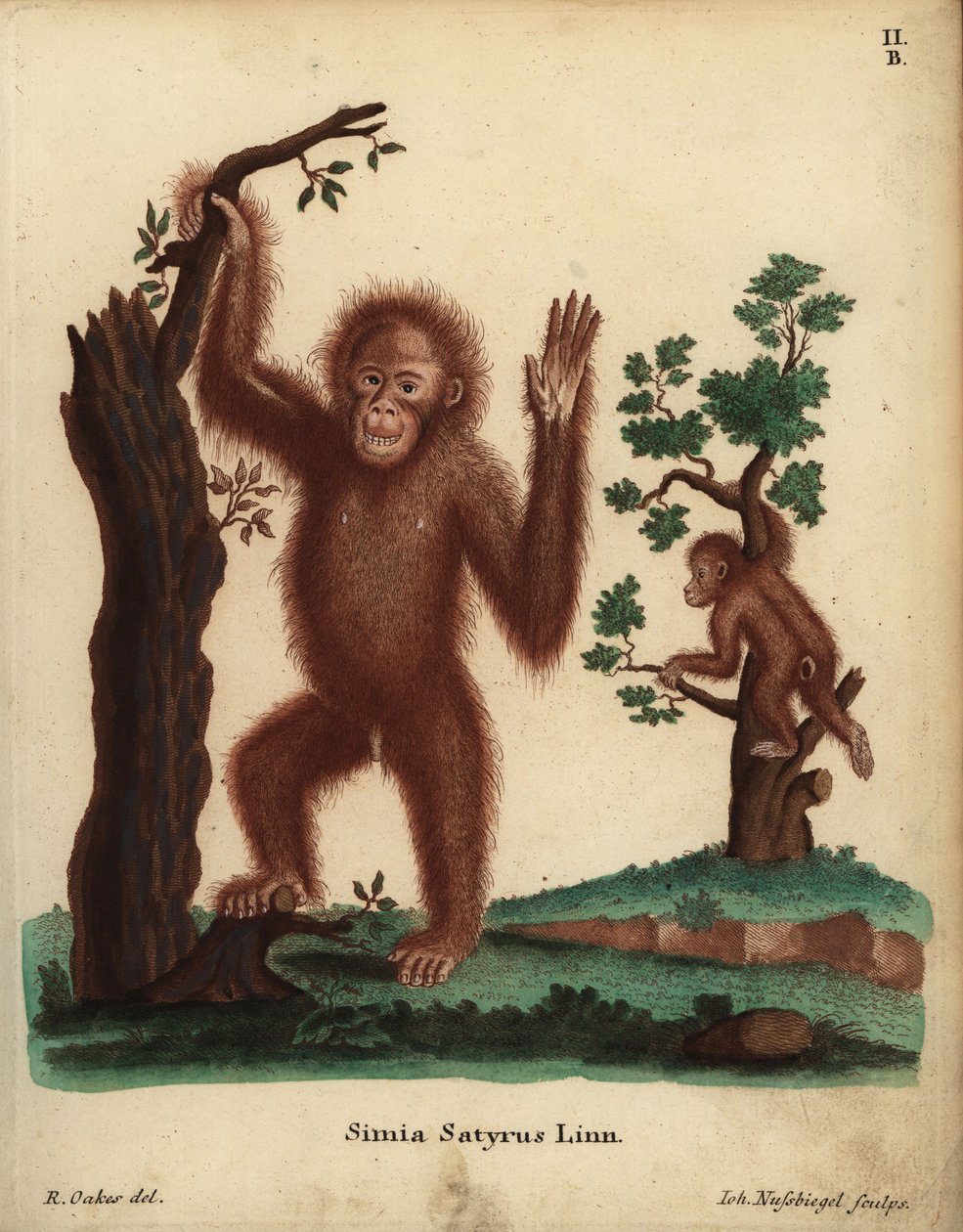 Sumatra-orangutang, Pongo abelii. Kritisk truet af udryddelse. Simia satyrus Linn. Håndkoloreret kobberstik af Johann Nussbiegel efter en illustration af R. Oakes fra Johann Christian Daniel Schreber