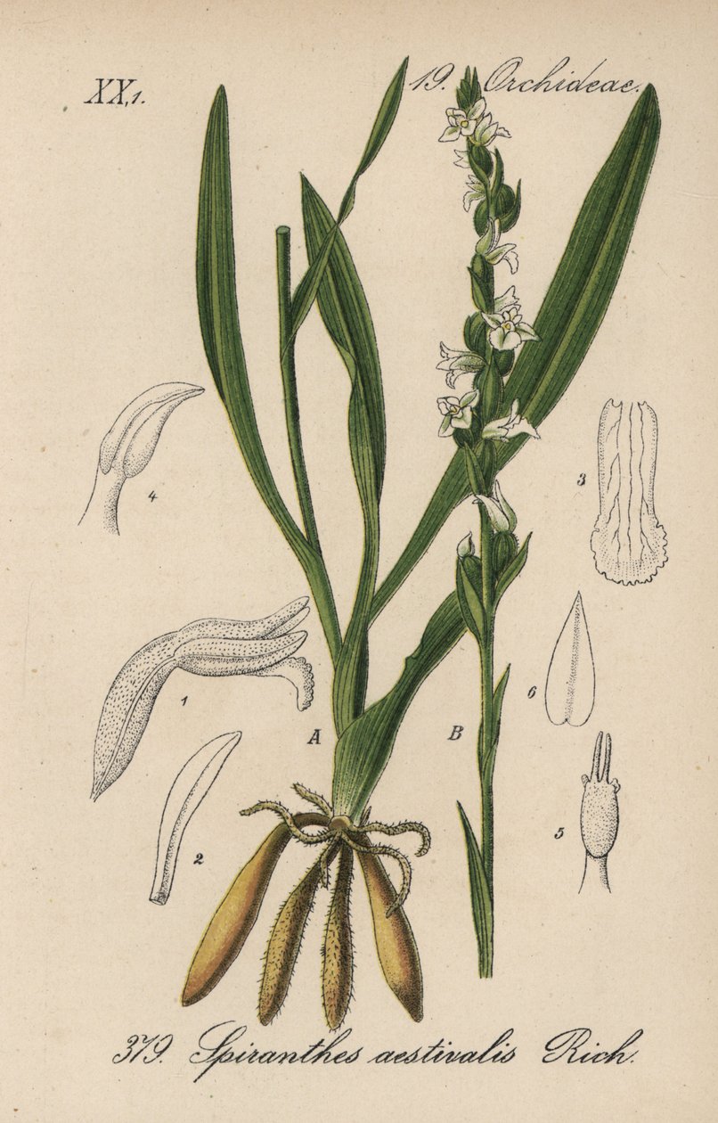 Sommerspirant - Sommerspirant, Spiranthes aestivalis. Håndkoloreret litografi fra Diederich von Schlechtendals tyske flora (Flora von Deutschland), Jena af Unbekannter Künstler